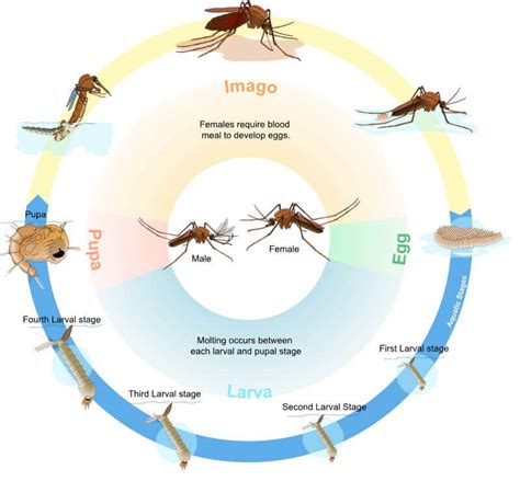 The Mosquito Life Cycle – Mozquit