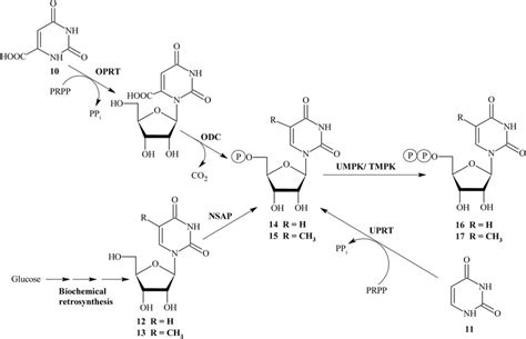 One-pot multienzymatic synthesis of pyrimidine nucleosides... | Download Scientific Diagram