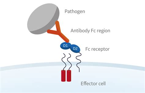 Fc receptor binding assays using surface plasmon resonance | Cytiva