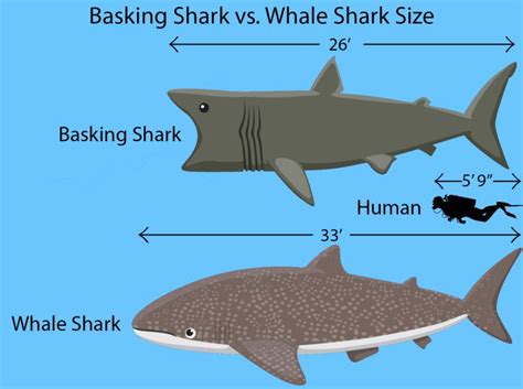 Basking Shark vs. Whale Shark: The Oceans' Biggest Fish