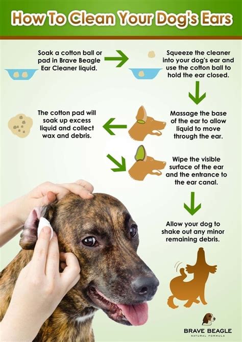 Top 10 dog ear cleaning ideas and inspiration