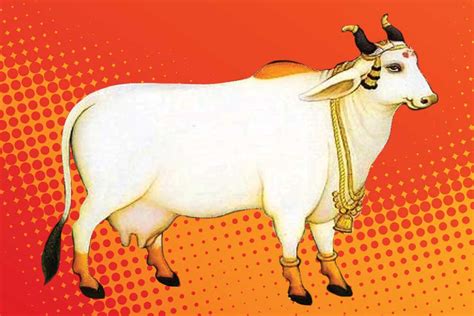 Sacred Cow Of Hinduism