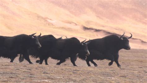 Wild Yak Herd racing across the Changtang Grasslands-- Liang,Xuchang | Herding, Divine nature ...