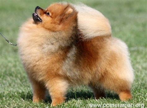 Pomeranian Haircuts and the Pomeranian Lion Cut | Pomeranian puppy, Pomeranian dog, Pomeranian breed