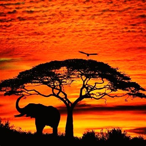 Amazing JPG: African Sunset