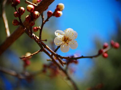 Shallow focus photography of white flower, prunus mume HD wallpaper ...