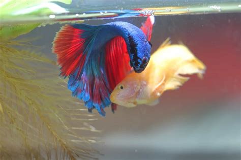 Breeding Betta Fish | Fishkeeping World