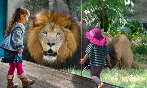 Best wild animals at the zoo compilation – Kid and animals play