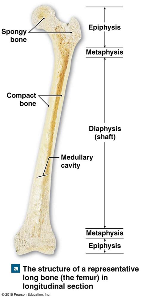 Long Bone Anatomy Diagram