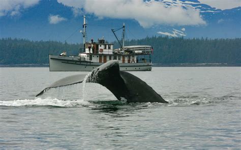 Whale Watching Alaska | Overnight Cruises Guide | AdventureSmith