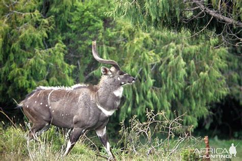 Endemic Mountain Nyala | AfricaHunting.com