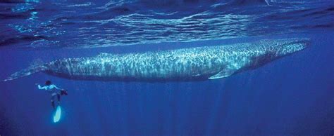 Largest Blue Whale