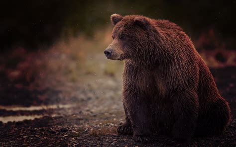 Grizzly bear - Wallpaper | GFXHive | Brown bear, Bear pictures, Bear wallpaper