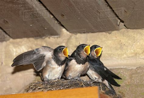 Three Baby Birds In A Nest With Mouths Open; Northumberland, England - Stock Photo - Dissolve