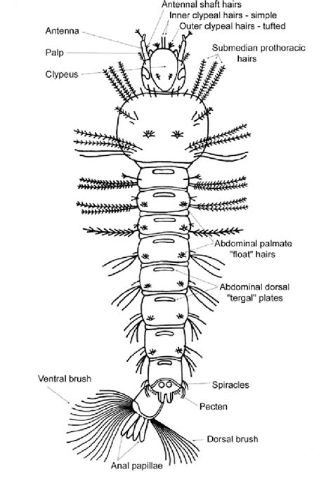 Gambar Larva Anopheles – retorika