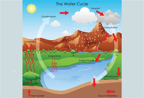 Summarize the steps of the water cycle. - colourmilo