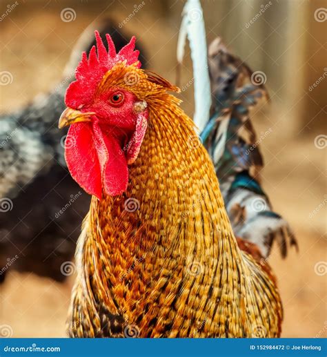 An Olive Egger Rooster Strutting in the Barnyard. Stock Photo - Image of rural, feathers: 152984472