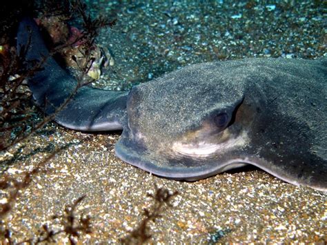 Bat Ray – "OCEAN TREASURES" Memorial Library