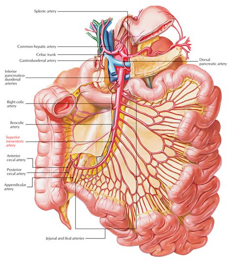 Superior Mesenteric Artery – Earth's Lab