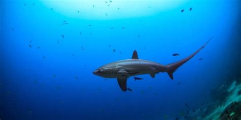 Thresher Shark Diving in Puerto Galera - Philippines Best Dive Sites