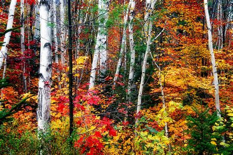 Birch Trees With Colorful Fall Foliage Photograph by George Oze