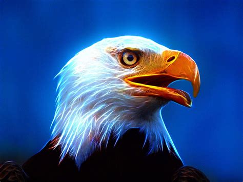 Fire Eagle Wallpapers - Wallpaper Cave