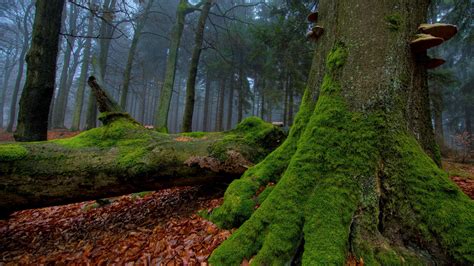 Forest Moss Wallpapers - Wallpaper Cave