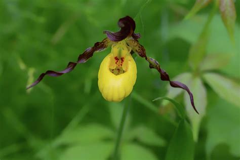 Yellow Lady Slipper Orchid Photograph by Danielle Ray - Fine Art America