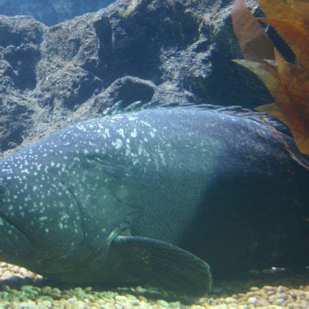 Goliath Grouper Swallows Shark: Giant Grouper Eats Shark In One Bite ...