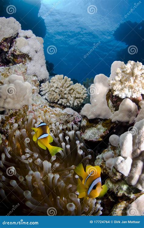 Clownfish on a coral reef stock photo. Image of coast - 17724764