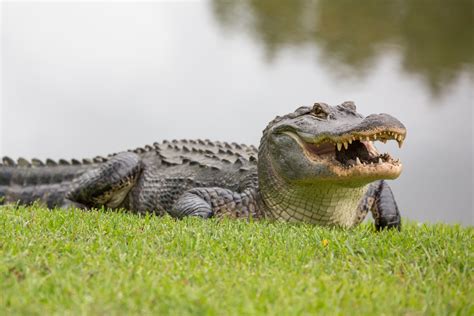 Free photo: Alligator - Saw, Prey, Protected - Free Download - Jooinn