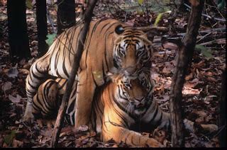 bandhavgarh: Tiger Mating.