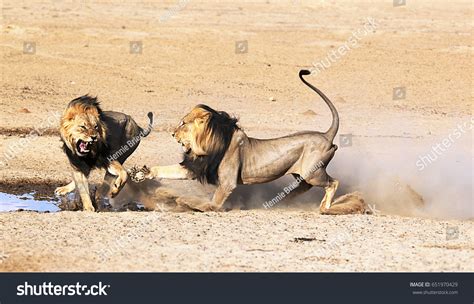 Two Male Lions Fighting Over Rights Stock Photo 651970429 | Shutterstock