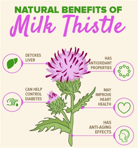 Milk Thistle Extract - Botanicals One