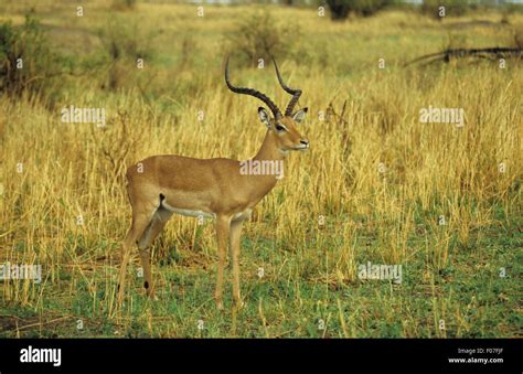 Impala male with long antlers taken in profile looking right standing in long grass Stock Photo ...