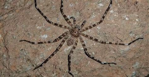 On 'World Save a Spider Day': Top 10 largest spiders in the world - the biggest is in Laos ...