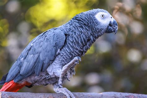 African Grey Parrot Rainforest Alliance, 49% OFF