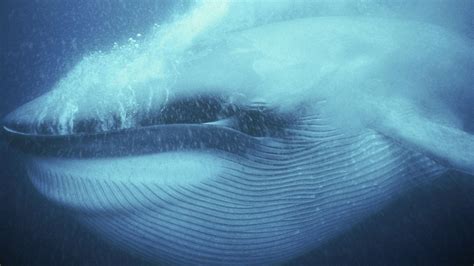 A Blue Whale eating krill. The throat grooves allow the whale to expand ...