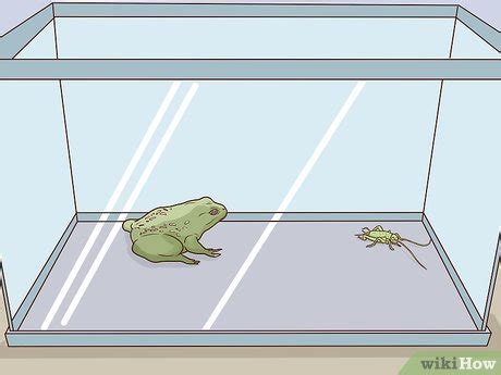 How to Take Care of an American Bullfrog: 14 Steps (with Pictures)