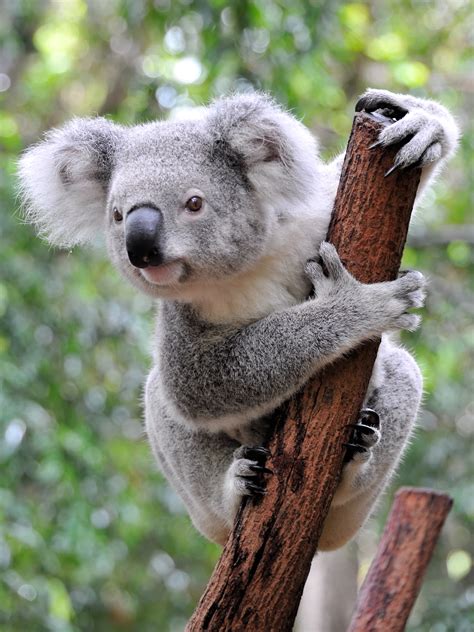 Koala Facts - KidsPressMagazine.com