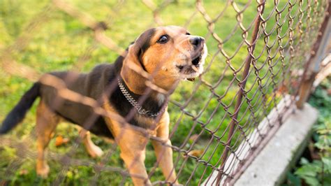 Dog Barking Training | Michael's Pack | Train Your Dog To Stop Barking