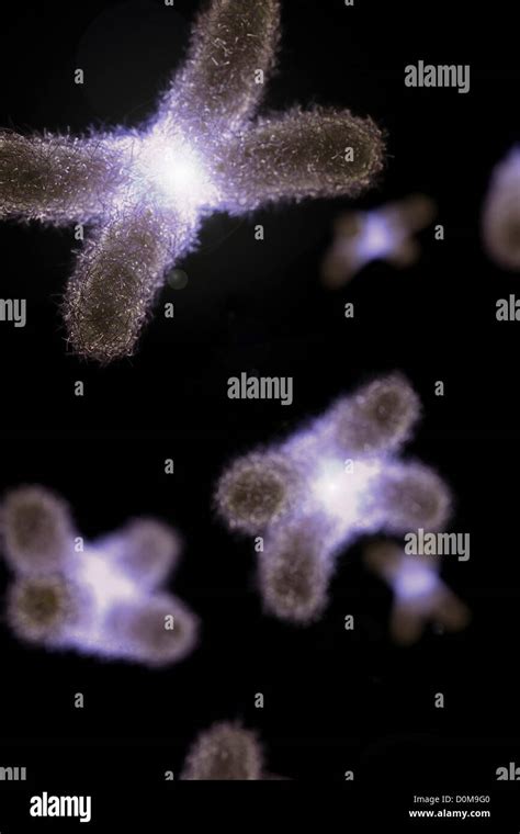 Microscopic styled visualization of human chromosomes Stock Photo - Alamy