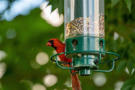 5 Best Cardinal Bird Feeders: What To Look For - BirdingHub