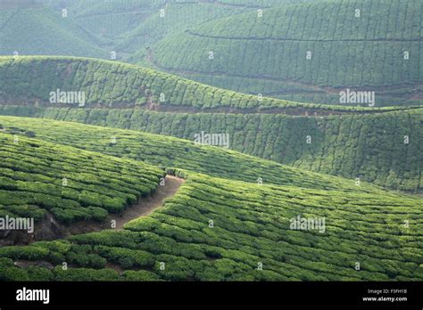 Tea gardens Munnar Kerala India Stock Photo - Alamy