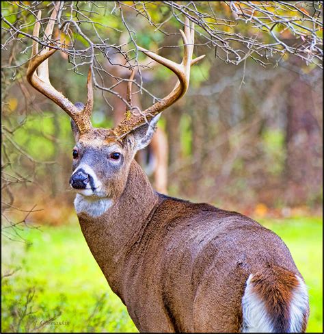 White-tailed Deer Buck, Antlers Photograph by A Macarthur Gurmankin