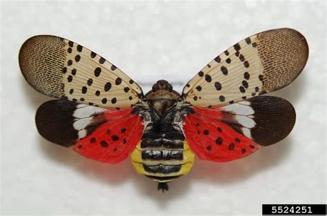 New Jersey Residents Warned To Be On Look Out For Spotted Lanternflies