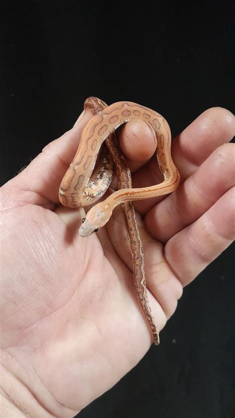 FEMALE SCALELESS AZTEC CORN SNAKE | Reptile Mart