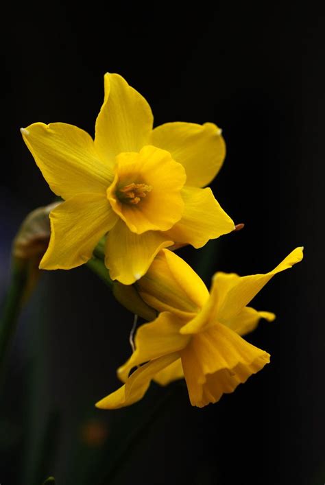 Yellow Daffodil | Daffodil flower, Yellow daffodils, Daffodil photography