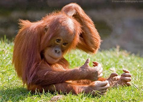 Baby Orang Utan by brian17302 | ePHOTOzine