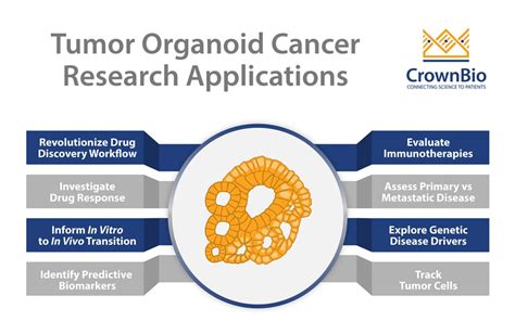 Tumor Organoid Applications in Cancer Research